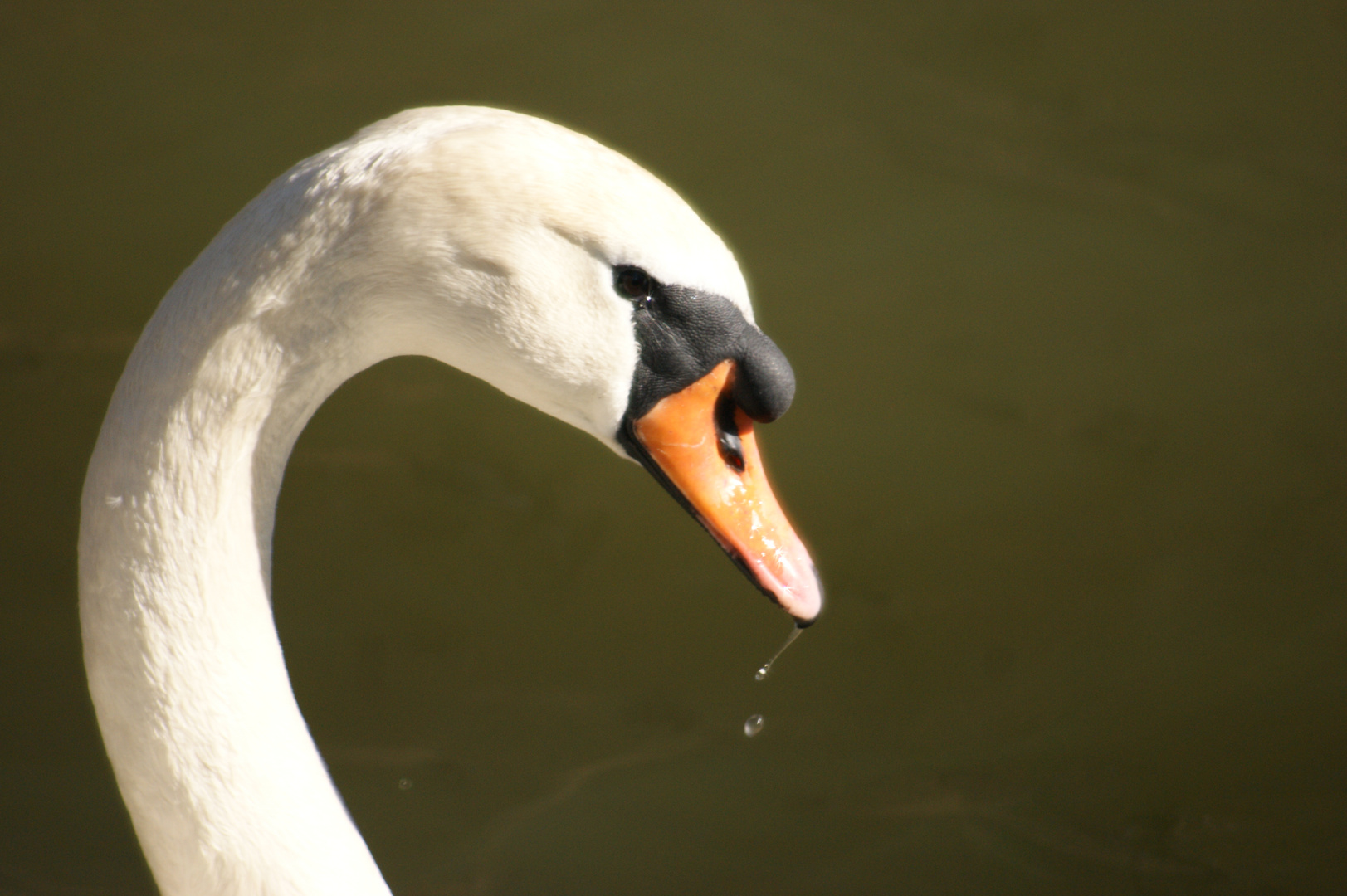 Schwan im Sonnenschein