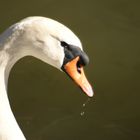 Schwan im Sonnenschein