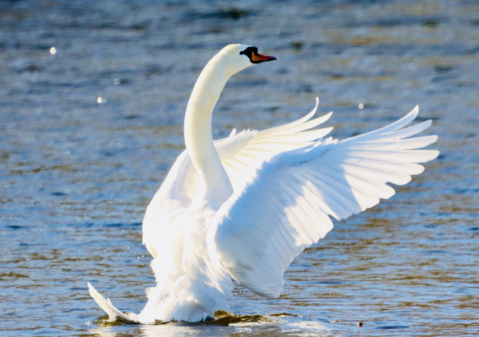 Schwan im Sonnenschein 