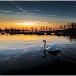 Schwan im Sonnenuntergang