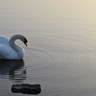 Schwan im Sonnenuntergang