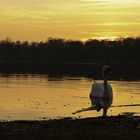 Schwan im Sonnenuntergang