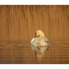 Schwan im Sonnenuntergang