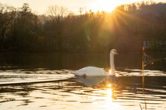 Schwan im Sonnenuntergang