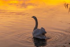 Schwan im Sonnenuntergang