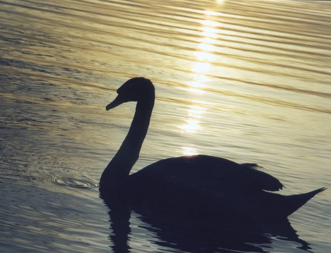 Schwan im Sonnenuntergang