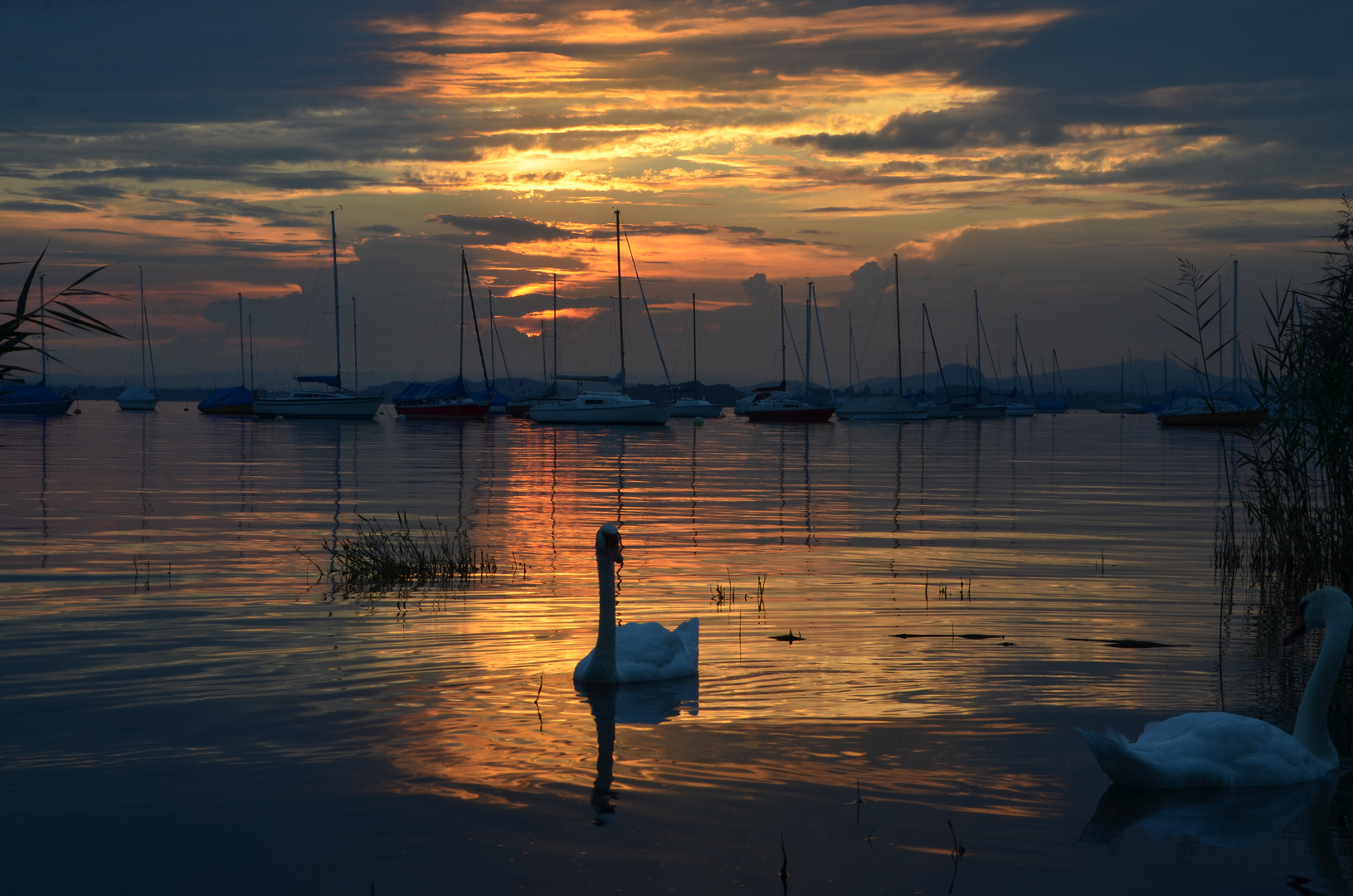 Schwan im Sonnenuntergang