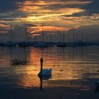 Schwan im Sonnenuntergang