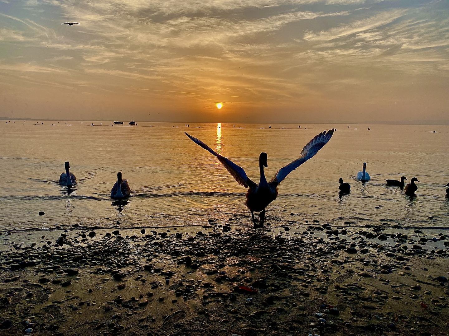 Schwan im Sonnenuntergang