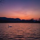 Schwan im Sonnenuntergang