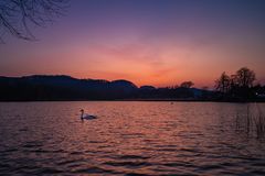 Schwan im Sonnenuntergang