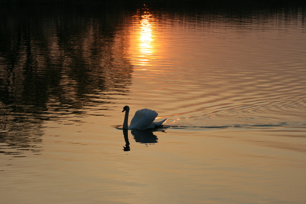 Schwan im Sonnenuntergang