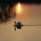 Schwan im Sonnenuntergang