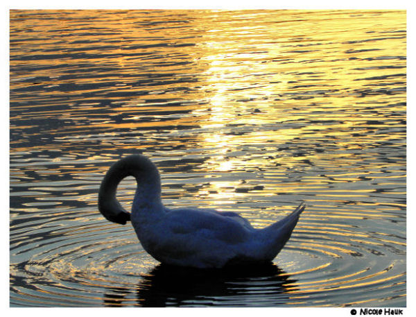 Schwan im Sonnenuntergang