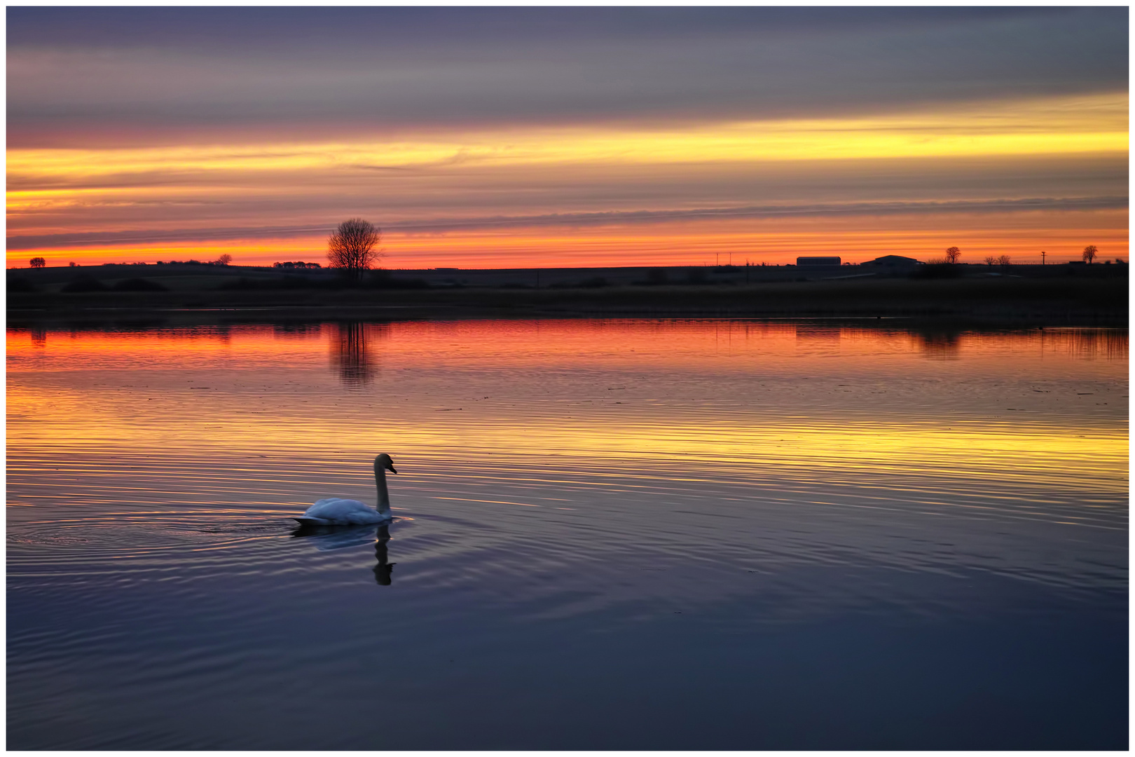 Schwan im Sonnenuntergang