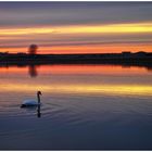 Schwan im Sonnenuntergang