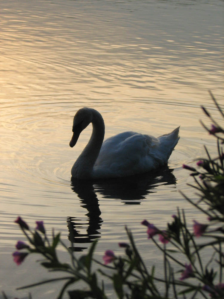 Schwan im Sonnenuntergang I