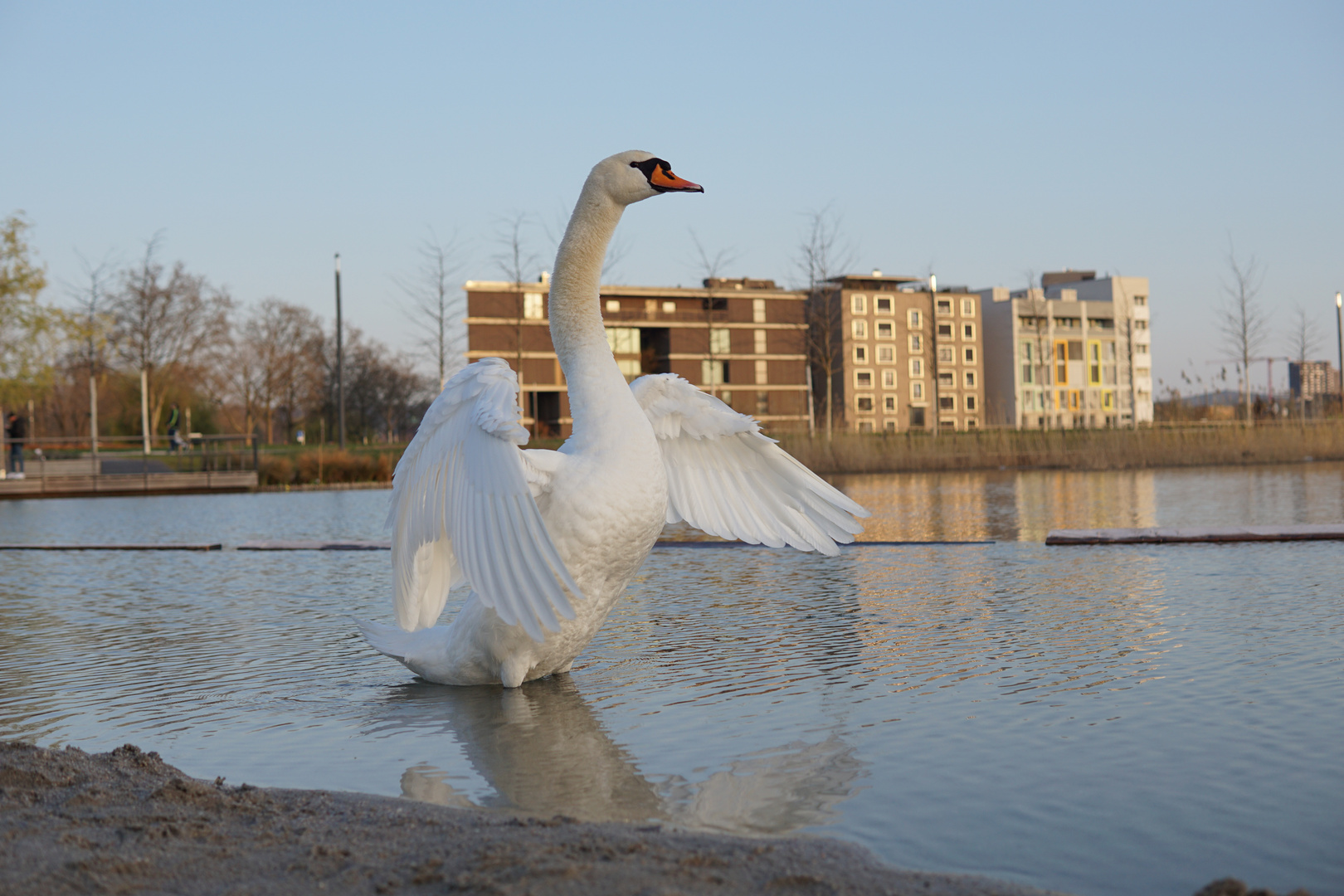 Schwan im Sonnenuntergang im Park.