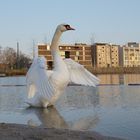 Schwan im Sonnenuntergang im Park.