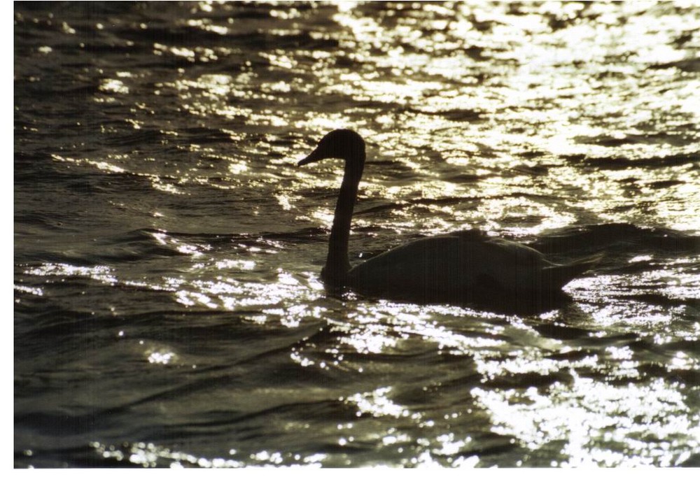 schwan im sonnenuntergang /ostsee