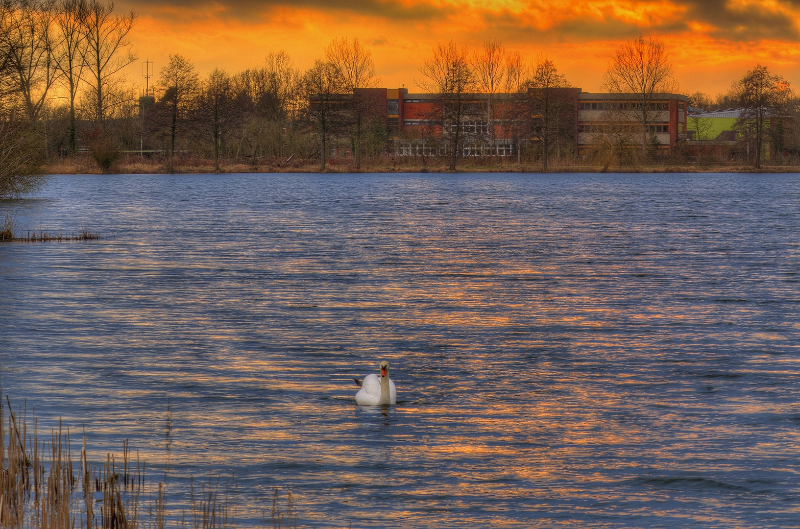 Schwan im Sonnenuntergangslicht