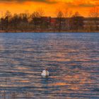 Schwan im Sonnenuntergangslicht