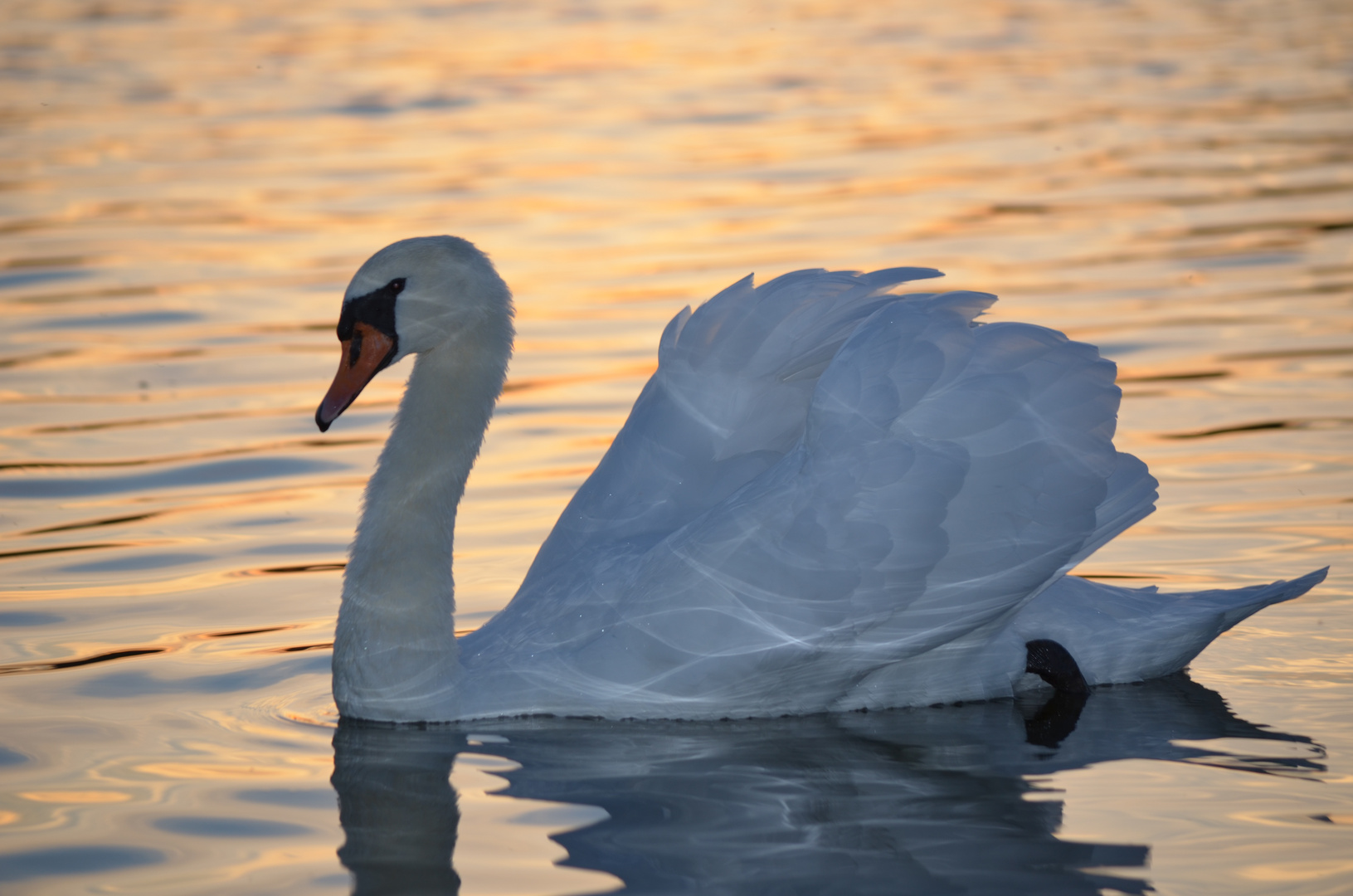 Schwan im Sonnenuntergeng