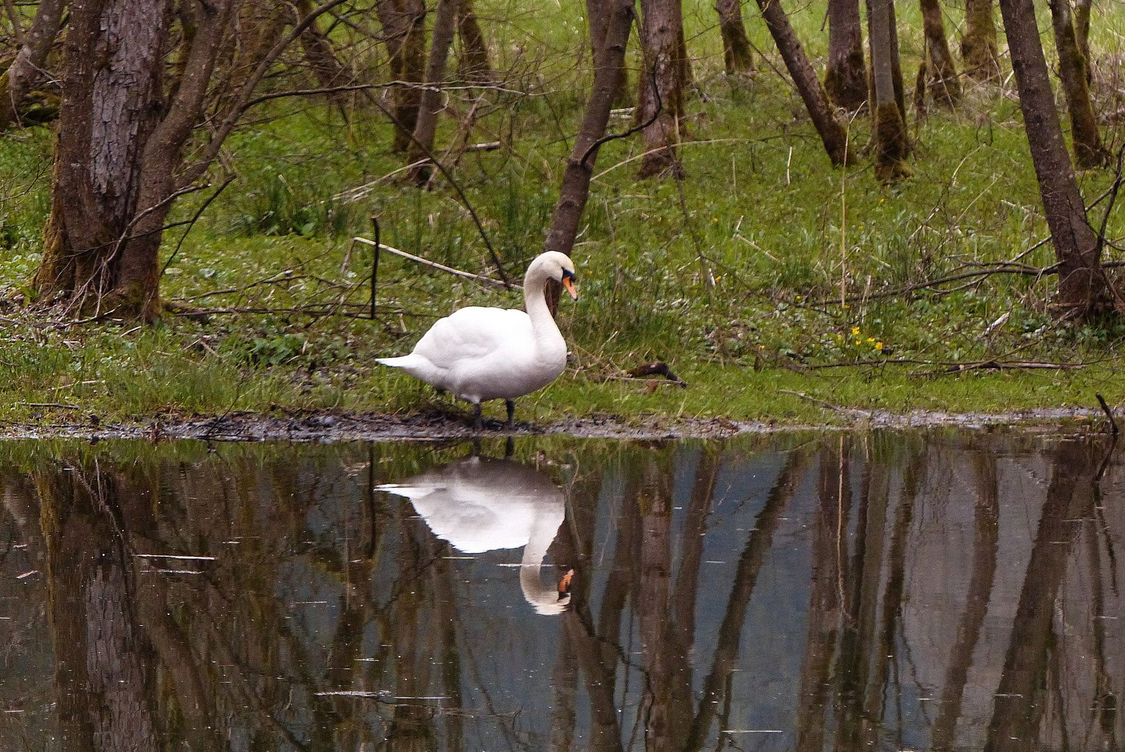 Schwan im Spiegel