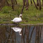 Schwan im Spiegel