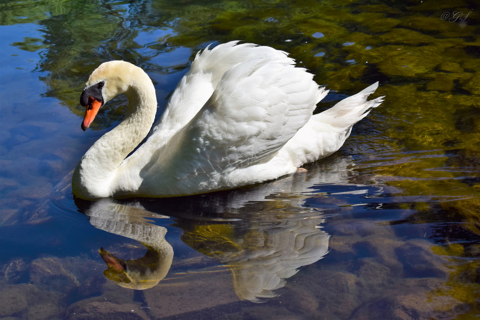 Schwan im Spiegel