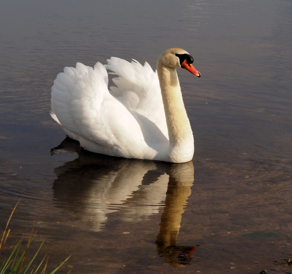 Schwan im Spiegel....