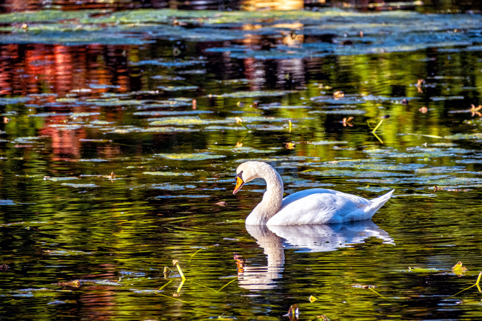 Schwan im Spiegel