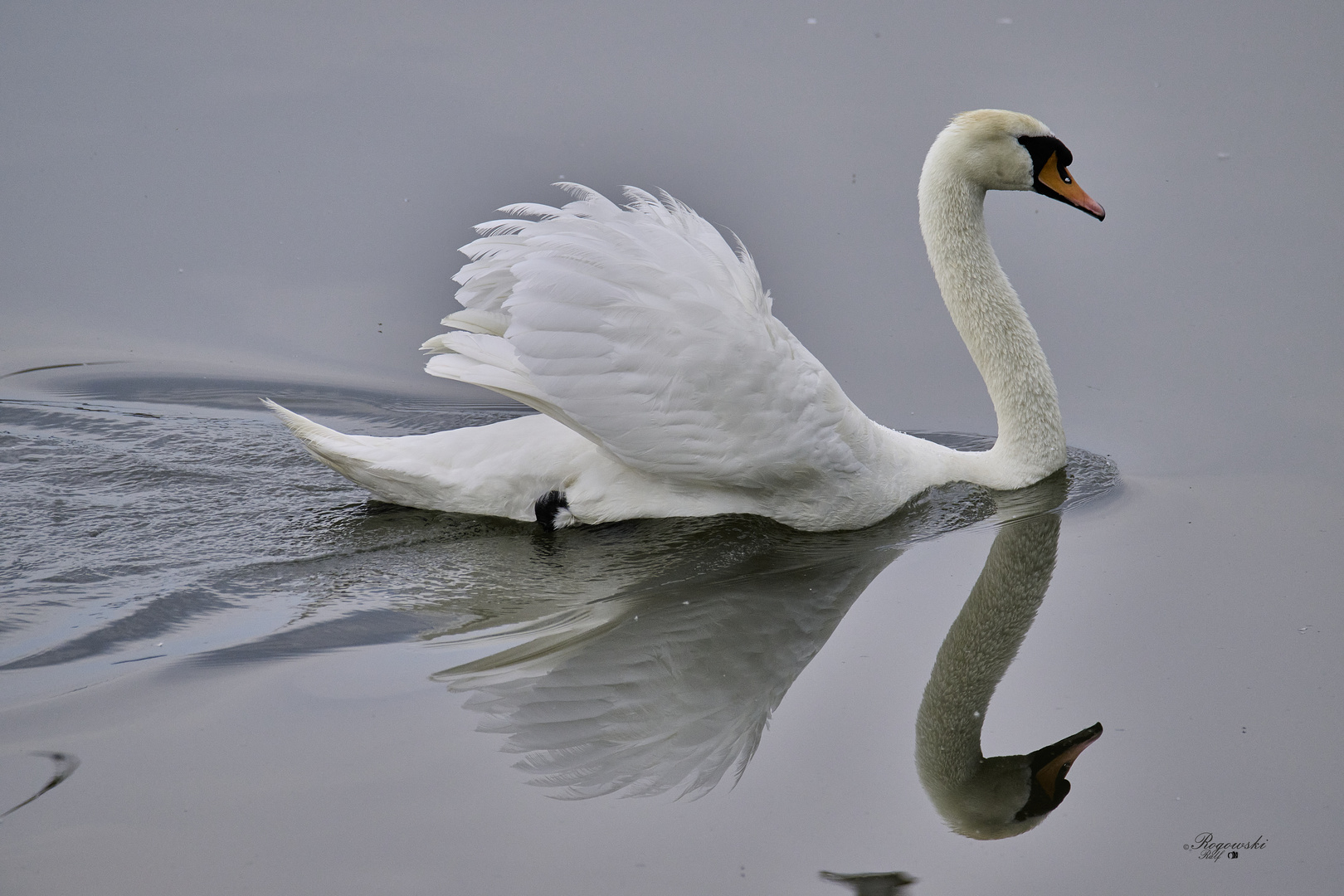 Schwan im Spiegel