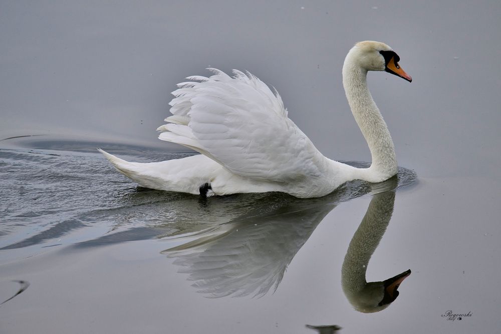 Schwan im Spiegel