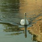 Schwan im Spiegel am Schloss