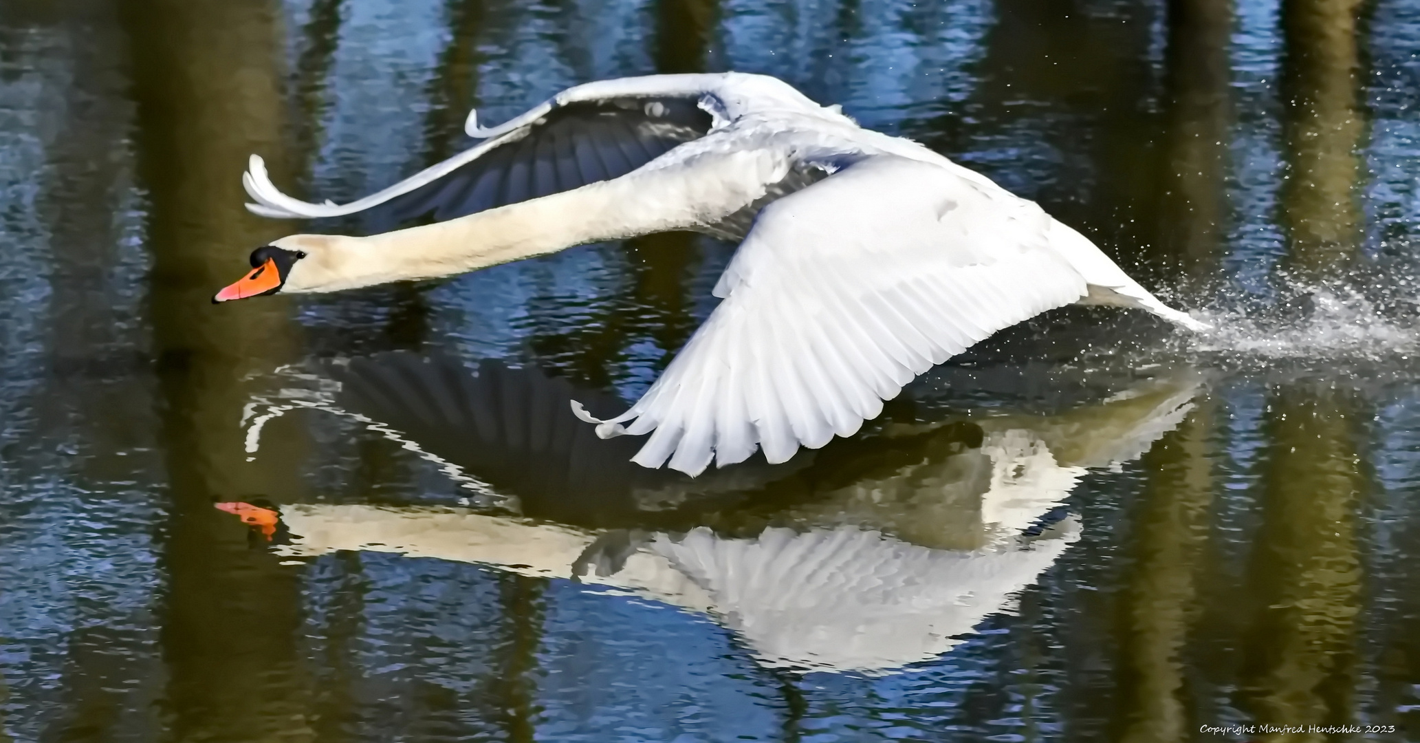 Schwan im Spiegel 