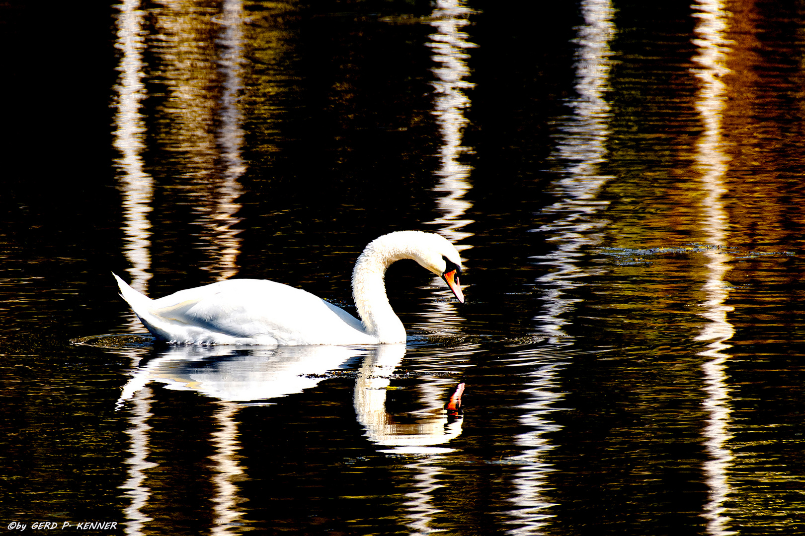 Schwan - im Spiegel der Natur