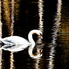 Schwan - im Spiegel der Natur