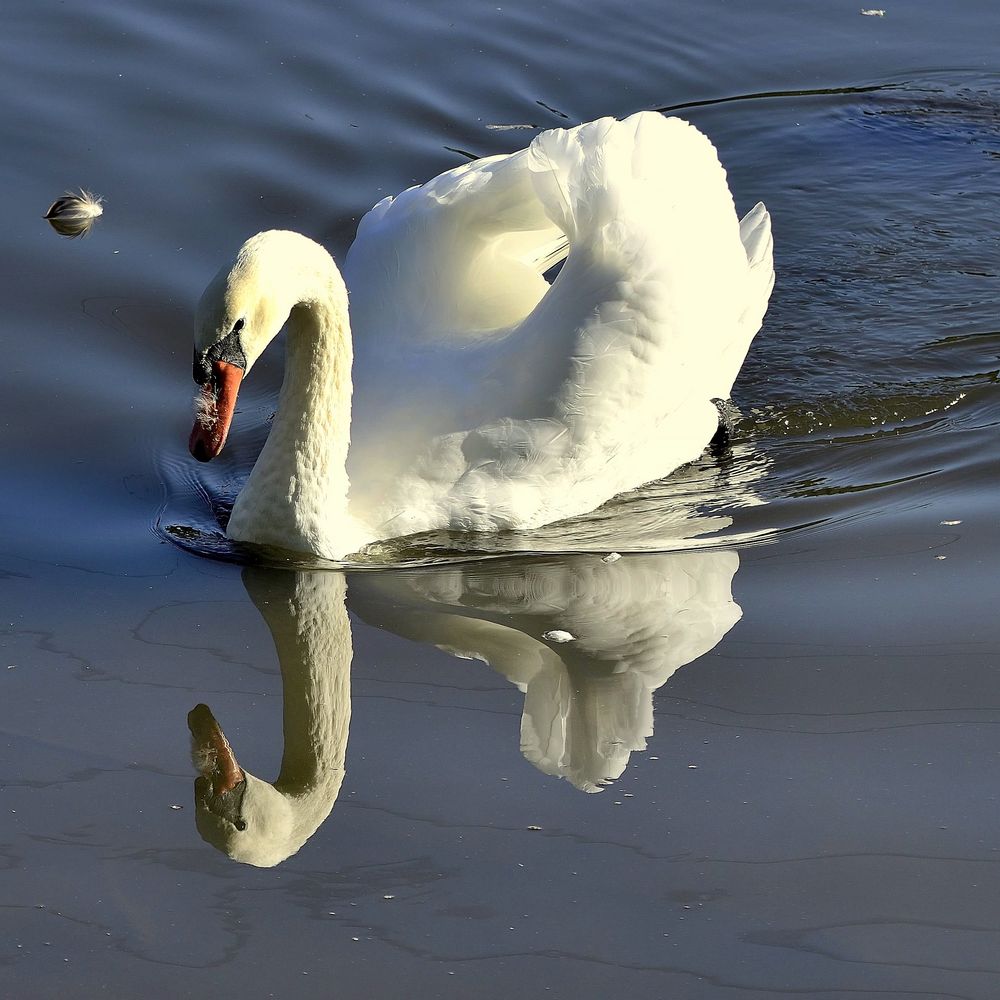 Schwan im Spiegel des Hochrhein