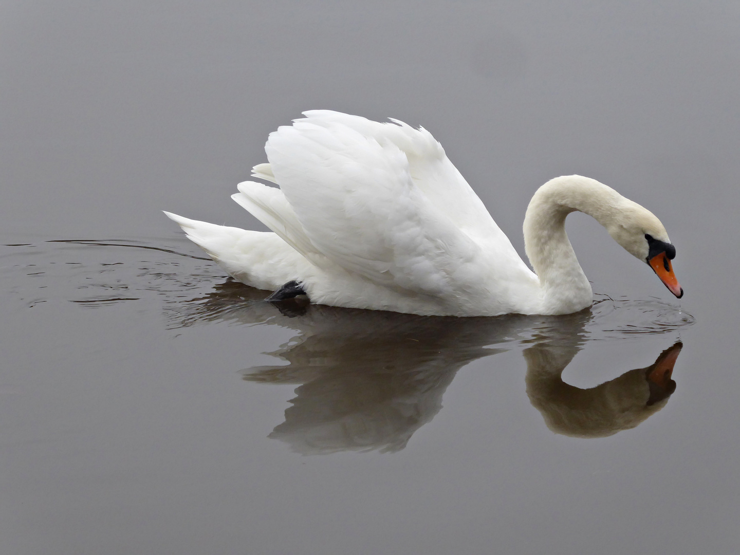 Schwan im Spiegel des Sees