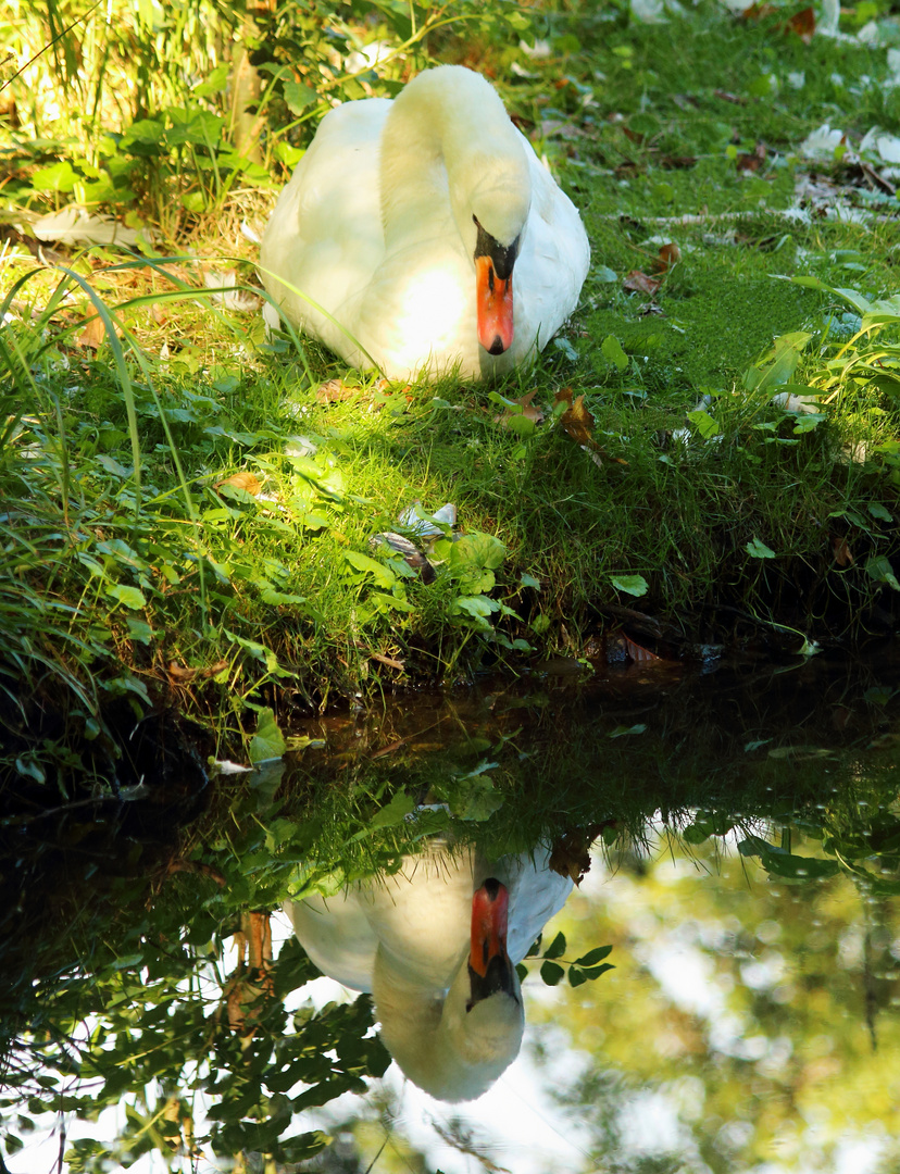 schwan im spiegelbild