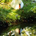 schwan im spiegelbild