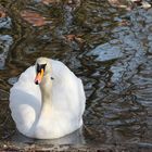 Schwan im Stadtpark 1