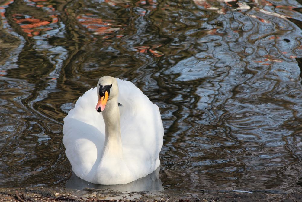 Schwan im Stadtpark 1