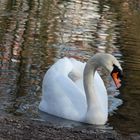 Schwan im Stadtpark 2