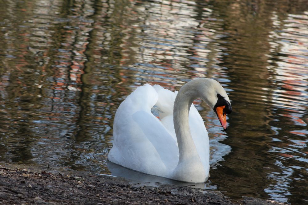 Schwan im Stadtpark 2