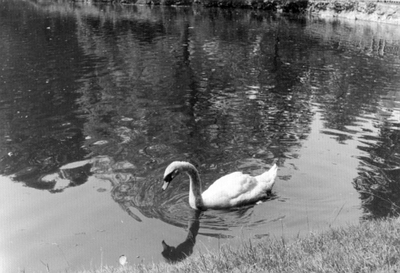 Schwan im Stadtparkteich Remscheid