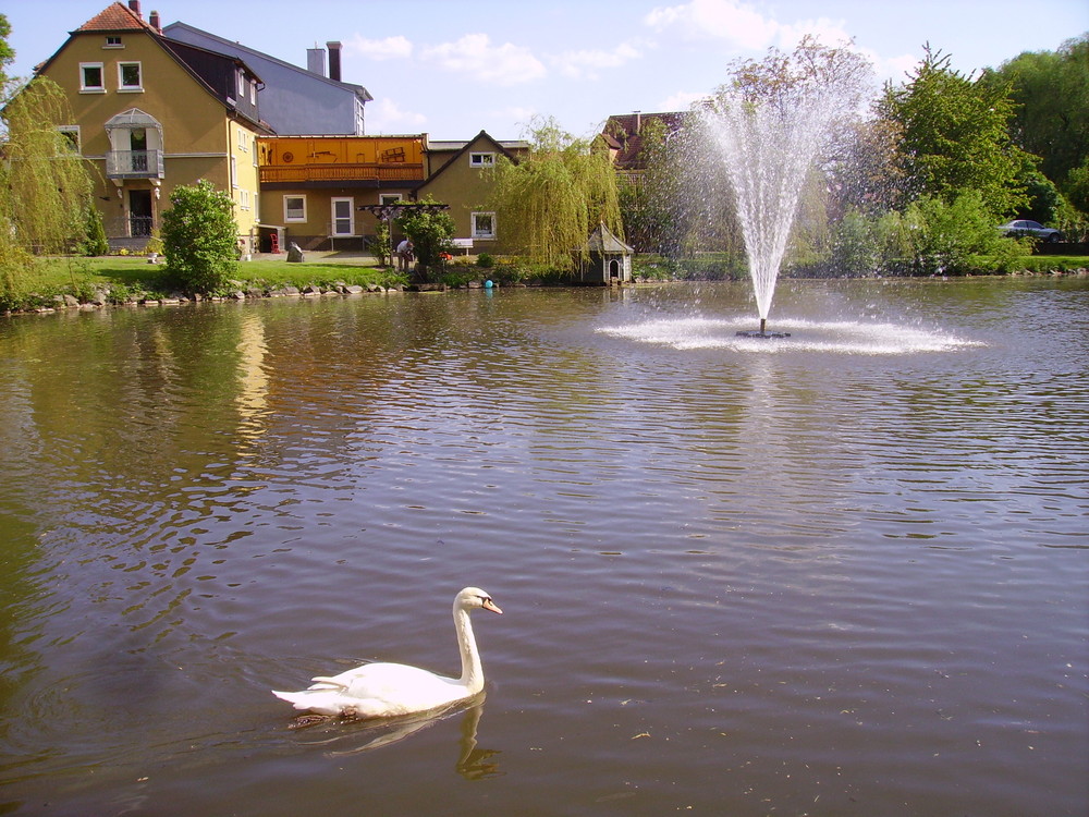 Schwan im Stadtweiher :) von Christina Gradl