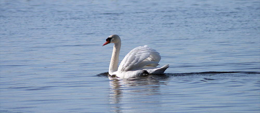 Schwan im Steinhuder Meer #2