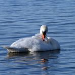 Schwan im Steinhuder Meer